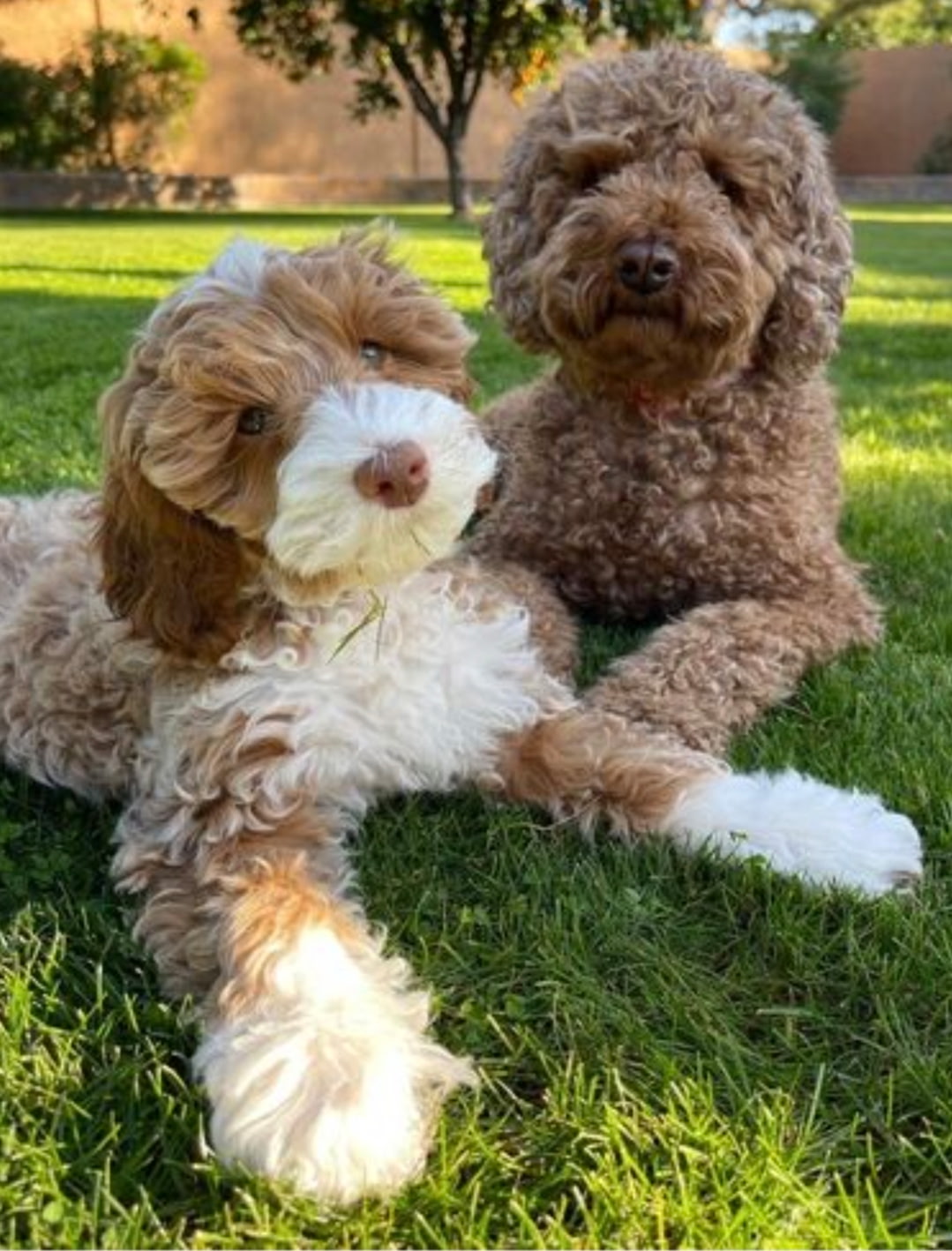 Heidi's two dogs relaxing together on the lawn
